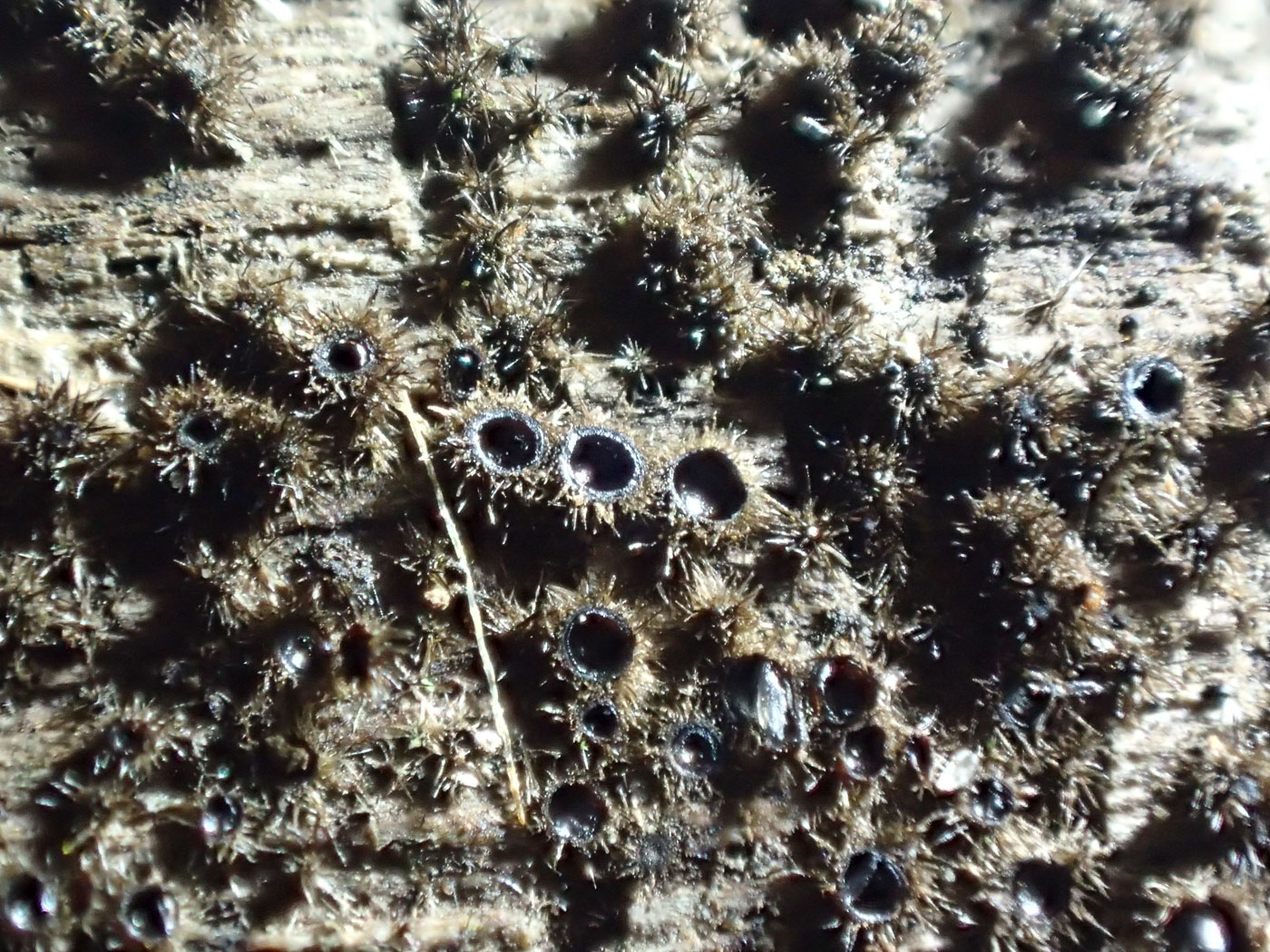 Photo © Sarah Ebdon Echinosphaeria canescens by Sarah Ebdon